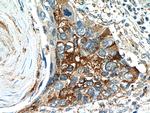 Cyclin B2 Antibody in Immunohistochemistry (Paraffin) (IHC (P))
