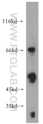 Cyclin B2 Antibody in Western Blot (WB)