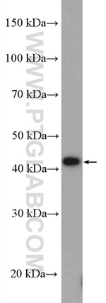 Cyclin B2 Antibody in Western Blot (WB)