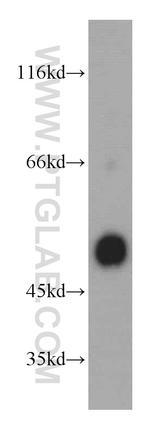 Cyclin B2 Antibody in Western Blot (WB)