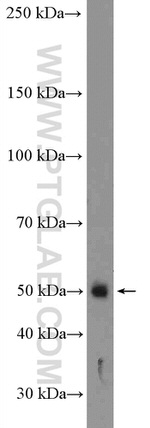 Cyclin B2 Antibody in Western Blot (WB)