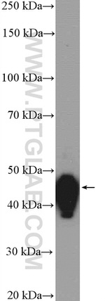 Cyclin B2 Antibody in Western Blot (WB)