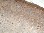 GIRK2 Antibody in Immunohistochemistry (Paraffin) (IHC (P))