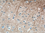 GIRK2 Antibody in Immunohistochemistry (Paraffin) (IHC (P))