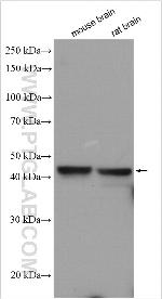GIRK2 Antibody in Western Blot (WB)