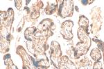 oncomodulin Antibody in Immunohistochemistry (Paraffin) (IHC (P))