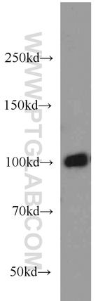 CNGA3 Antibody in Western Blot (WB)