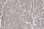 ATP5G3 Antibody in Immunohistochemistry (Paraffin) (IHC (P))