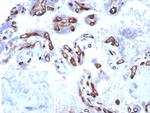 Fatty Acid Binding Protein 4 (FABP4) Recombinant Rabbit Monoclonal Antibody (FABP4/8537R)