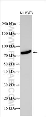 Trehalase Antibody in Western Blot (WB)