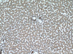 TTC31 Antibody in Immunohistochemistry (Paraffin) (IHC (P))