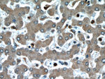 TTC31 Antibody in Immunohistochemistry (Paraffin) (IHC (P))
