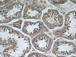 TTC31 Antibody in Immunohistochemistry (Paraffin) (IHC (P))