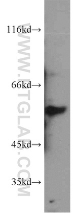 TTC31 Antibody in Western Blot (WB)
