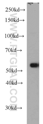 TTC31 Antibody in Western Blot (WB)