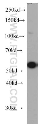 TTC31 Antibody in Western Blot (WB)