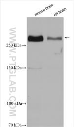 ODZ1 Antibody in Western Blot (WB)
