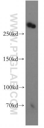 ODZ1 Antibody in Western Blot (WB)