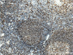 HLA-DRB5 Antibody in Immunohistochemistry (Paraffin) (IHC (P))