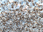 HLA-DRB5 Antibody in Immunohistochemistry (Paraffin) (IHC (P))