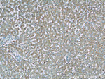 UQCRC1 Antibody in Immunohistochemistry (Paraffin) (IHC (P))