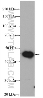 UQCRC1 Antibody in Western Blot (WB)