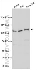 PI3 Kinase p110 Delta Antibody in Western Blot (WB)