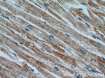 APAF1 Antibody in Immunohistochemistry (Paraffin) (IHC (P))