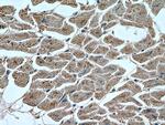 APAF1 Antibody in Immunohistochemistry (Paraffin) (IHC (P))