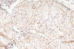 NFAT5 Antibody in Immunohistochemistry (Paraffin) (IHC (P))