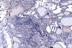 NFAT5 Antibody in Immunohistochemistry (Paraffin) (IHC (P))