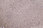 NFAT5 Antibody in Immunohistochemistry (Paraffin) (IHC (P))