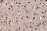 NFAT5 Antibody in Immunohistochemistry (Paraffin) (IHC (P))