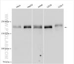 NFAT5 Antibody in Western Blot (WB)