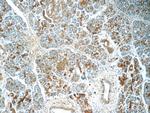 SERPINB10 Antibody in Immunohistochemistry (Paraffin) (IHC (P))