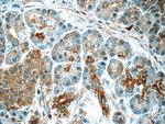 SERPINB10 Antibody in Immunohistochemistry (Paraffin) (IHC (P))