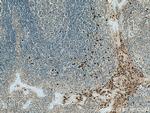 SERPINB10 Antibody in Immunohistochemistry (Paraffin) (IHC (P))