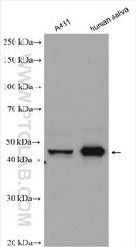 SERPINB10 Antibody in Western Blot (WB)