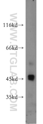 SERPINB10 Antibody in Western Blot (WB)