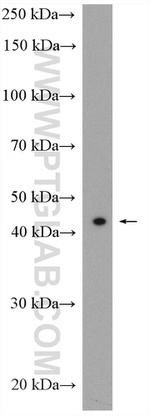 SERPINB10 Antibody in Western Blot (WB)