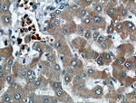 CYP2A6 Antibody in Immunohistochemistry (Paraffin) (IHC (P))