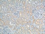 SLC13A2 Antibody in Immunohistochemistry (Paraffin) (IHC (P))