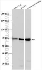 SLC15A1/PEPT1 Antibody in Western Blot (WB)