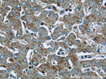 IDE Antibody in Immunohistochemistry (Paraffin) (IHC (P))