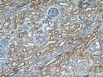 IDE Antibody in Immunohistochemistry (Paraffin) (IHC (P))