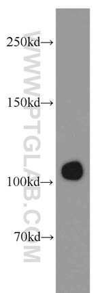 IDE Antibody in Western Blot (WB)