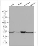 BMT2 Antibody in Western Blot (WB)