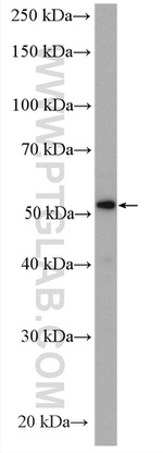 VNN1 Antibody in Western Blot (WB)