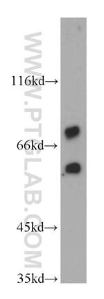 RAPGEFL1 Antibody in Western Blot (WB)