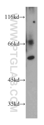 RAPGEFL1 Antibody in Western Blot (WB)